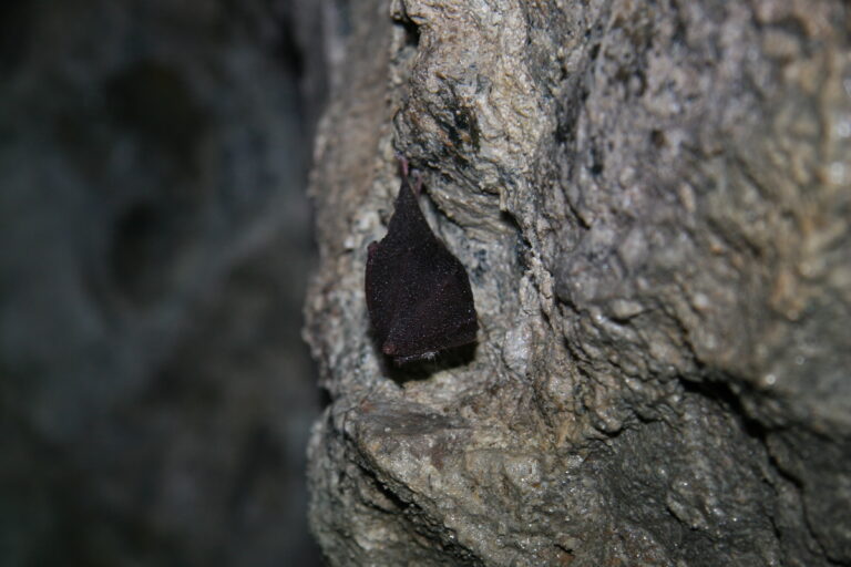 Chiroptères